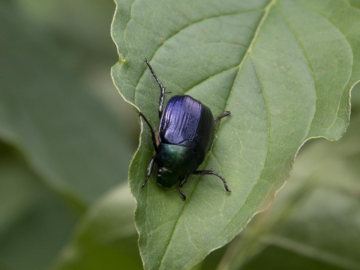 Anomala dubia